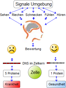 Genregulation erschafft Gesundheit und Krankheit